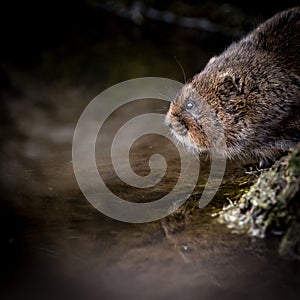 Close up of wild Water vole sitting on waters edge