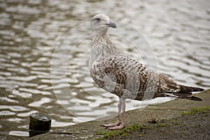 Close up of wild young seagull