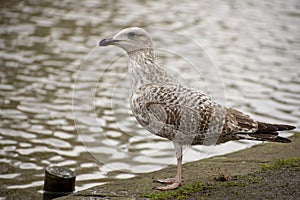 Close up of wild young seagull