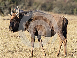 Close up of a Wildebeast standing on the dry plains of the Western Cape, South Africa.