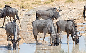 Close up of Wildebeest drinking