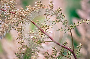 Close-up of wildflower and branch