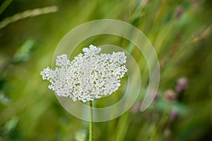 Close up of wildflower Pimpinella saxifraga