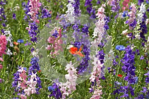 Close Up Wildflowers