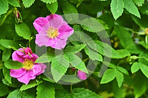 Close-up of wildflowers general planm view on top