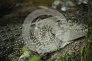 Close up wildlife crocodile skin dangerous animals reptilia