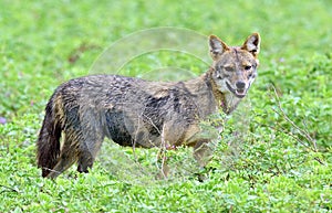 Close-up wildlife photo of Canis aureus, Indian jackal