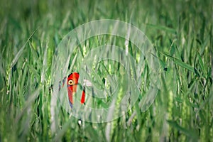 European common ring necked pheasant. Phasianus colchicus