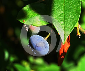 Close up ripe blueberry with green leaf, photo