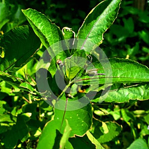 Close up of wildplant and leaves photo