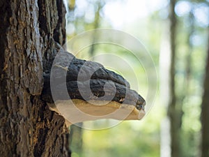 Close up Willow bracket fungus, Phellinus igniarius, also called fire sponge, is a major cause of white rot, selective