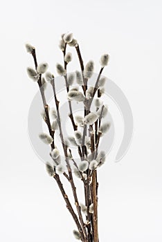 Close up on willow branch on white