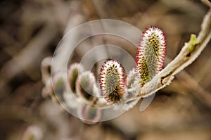 Close-up of willow catkins