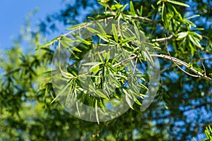 Close-up of Willow oak Quercus phellos green foliage under autumn sun against the background of blue clear sky