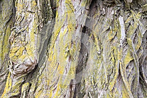 Close up willow tree bark