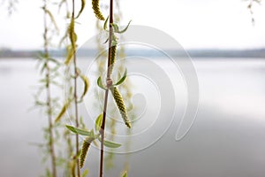 CLose-up of willow tree branches with green catkins on river and sky background. Spring landscape. Natural background