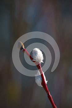 Close-up of Willow twig as a spring symbol, outdoor.