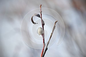 Close-up of Willow twig as a spring symbol, outdoor.