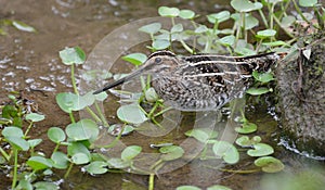 Close up of a Wilson`s Snipe