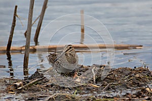 Close up of Wilson`s Snipe bird on wetland soil