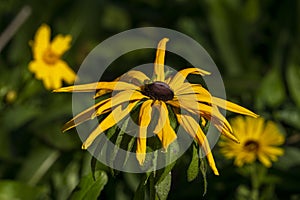 Close-up of a wilted black-eyed Susan flower (rudbeckia hirta) in afternoon sunshine