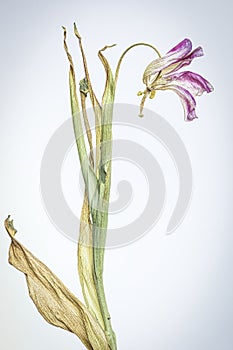 Close-up of wilted flower, Vintage filtered, against white background