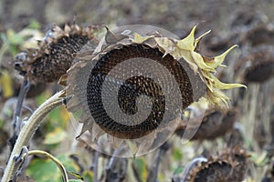 Close-up of wilted sunflower looking towards the ground, with dried yellow petals and part of its black seeds fallen