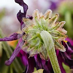 Close-up of a wilting flower stem and sepals.