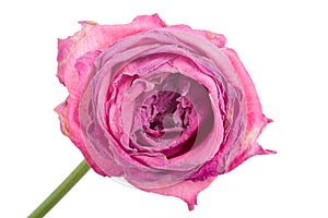 Close-up wilting rose