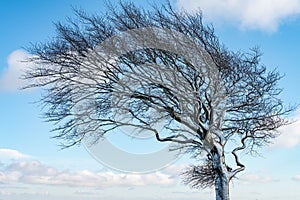 Pohled zblízka na vítr foukané sníh pokrytý strom proti modrá obloha 