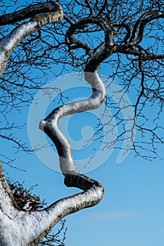 Close up of a wind blown snow covered twisted contorted branch of a tree against a blue sky