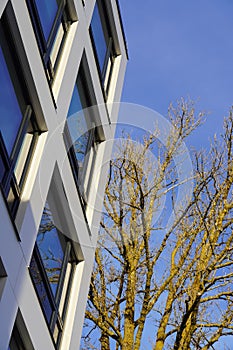 Close up of windows of the white facade of a new modern apartment building. Tree branches with no leaves on the right