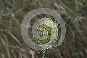 close-up: wineglass-shaped umbrels of wild carrot with small white flowers and green seeds