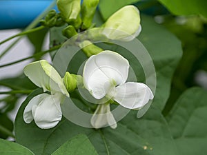 Close up of Wing bean flower