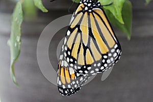 Close up of a wing of a Monarch Butterfly with a blurred background