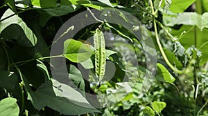 Close up of a winged bean vine with a hanging immature winged bean pod