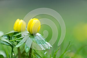 Close-up of winter aconite, etanthis hyemalis