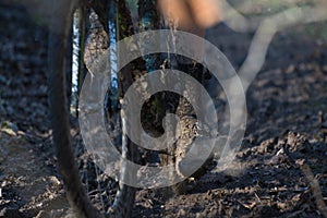 Cyclocross race full of mud, passion, power and will