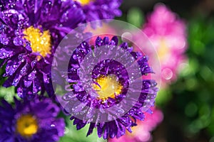 Close up of Winter flowers Aster with bokeh of water drops on its petals in some garden in India.