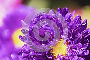 Close up of Winter flowers Aster with bokeh of water drops on its petals in some garden in India