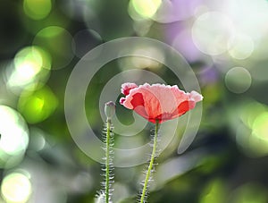 Close up of Winter flowers Red Poppy with bokeh of water drops on its petals in some garden in India