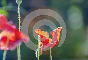 Close up of Winter flowers Red Poppy with bokeh of water drops on its petals in some garden in India