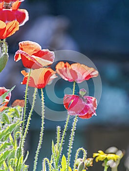 Close up of Winter flowers Red Poppy with bokeh of water drops on its petals in some garden in India