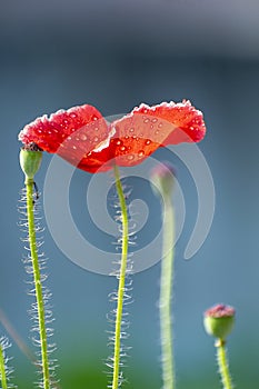 Close up of Winter flowers Red Poppy with bokeh of water drops on its petals in some garden in India