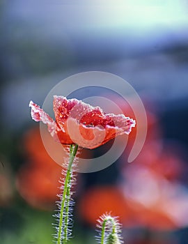 Close up of Winter flowers Red Poppy with bokeh of water drops on its petals in some garden in India