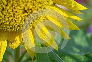 Close up of Winter flowers Sunflower with bokeh of water drops on its petals in some garden in India.