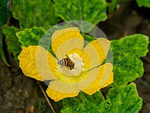 Close up of winter melon flower with insect are pollination