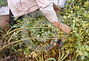 Close up on Winter Protection for Garden Roses Bush. How to prepare climbing roses to cover for winter shelter.