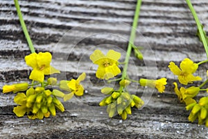 Close up of Wintercress Barbarea vulgaris Brassicaceae