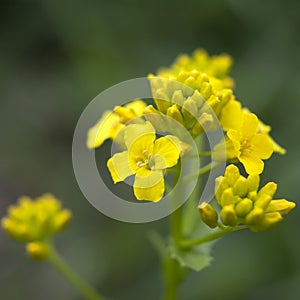 Close up of Wintercress Barbarea vulgaris Brassicaceae